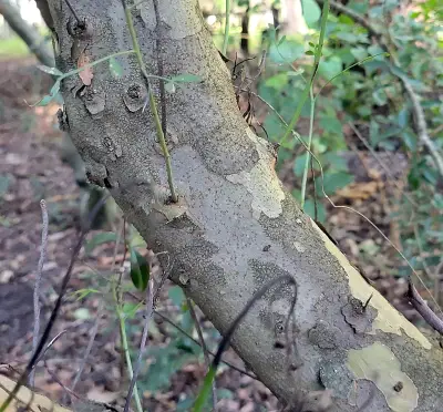 Schinus lentiscifolia Marchand