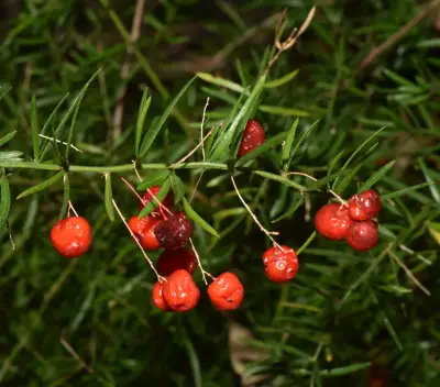 Asparagus densiflorus (Kunth) Jessop