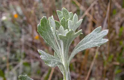 Senecio ceratophylloides Griseb.