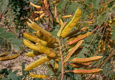Sesbania virgata (Cav.) Poir.