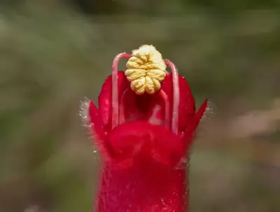 Sinningia pampeana G.E.Ferreira & Chautems