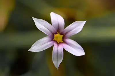 Sisyrinchium micranthum Cav.
