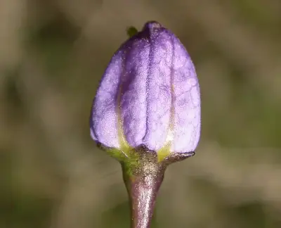 Solanum laxum Spreng.