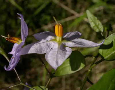 Solanum laxum Spreng.