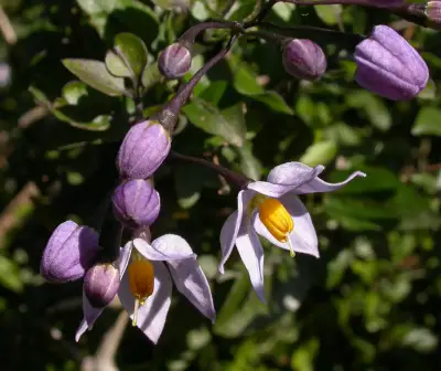 Solanum laxum Spreng.