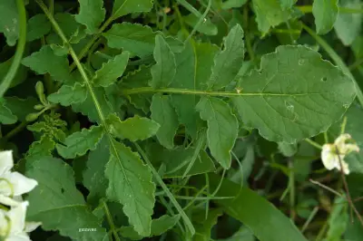 Solanum malmeanum Bitter