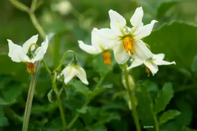 Solanum malmeanum Bitter