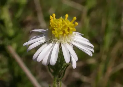 Sommerfeltia spinulosa (Spreng.) Less.