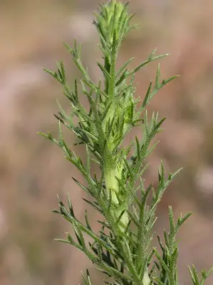 Sommerfeltia spinulosa (Spreng.) Less.