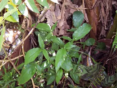 Spathicarpa hastifolia Hook.