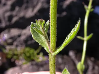 Stemodia stricta Cham. & Schltdl.
