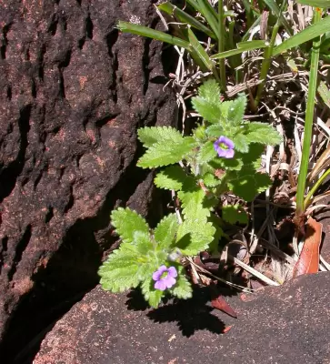 Stemodia verticillata (Mill.) Hassl.