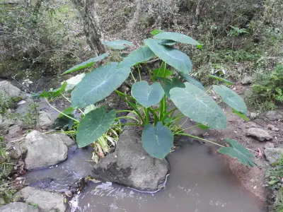 Colocasia esculenta (L.) Schott