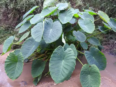 Colocasia esculenta (L.) Schott