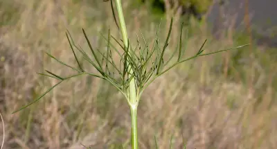 Thelesperma megapotamicum (Spreng.) Kuntze