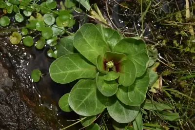 Samolus subnudicaulis A.St.-Hil. & Girard