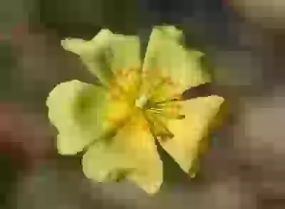 Crocanthemum brasiliense (Lam.) Spach