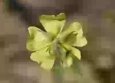 Crocanthemum brasiliense (Lam.) Spach