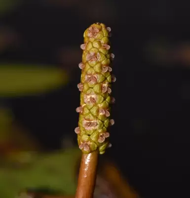 Potamogeton ferrugineus Hagstr.