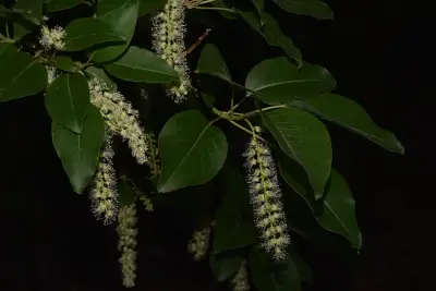 Phytolacca dioica L.