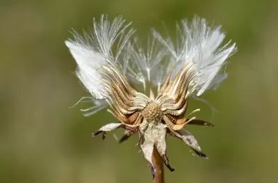 Urospermum picroides (L.) Scop. ex F.W.Schmidt