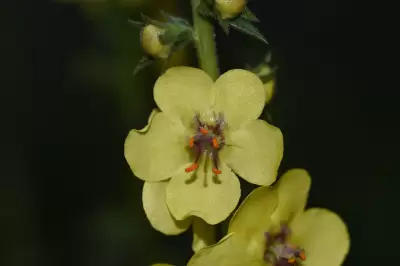 Verbascum virgatum Stokes