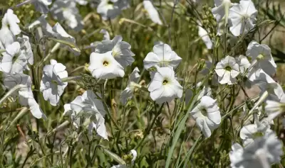 Petunia axillaris subsp. axillaris