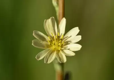 Lactuca saligna L.