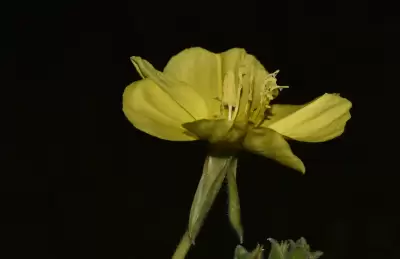 Oenothera longiflora subsp. longiflora