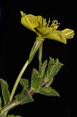 Oenothera longiflora subsp. longiflora