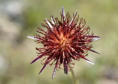 Isostigma peucedanifolium var. crithmifolium (Less.) Guad.Peter