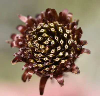 Isostigma peucedanifolium var. crithmifolium (Less.) Guad.Peter
