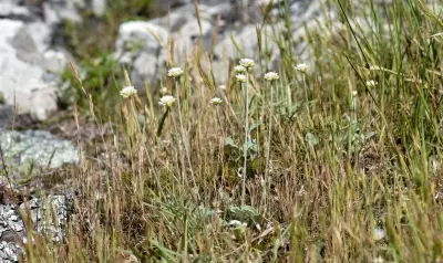 Pfaffia gnaphalioides (L.f.) Mart.