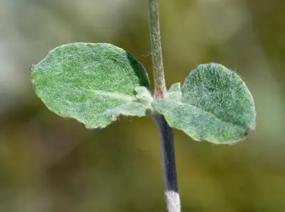 Pfaffia gnaphalioides (L.f.) Mart.