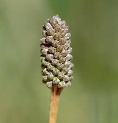 Mimosa dutrae var. dutrae