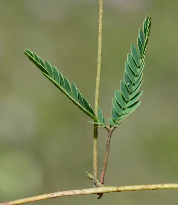 Mimosa dutrae var. dutrae