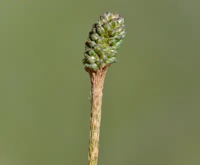 Mimosa dutrae var. dutrae