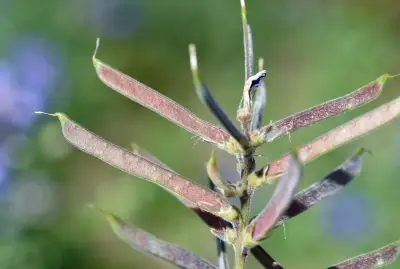Lathyrus pubescens Hook. & Arn.