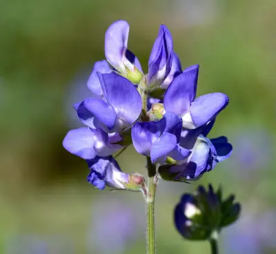 Lathyrus pubescens Hook. & Arn.