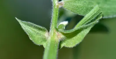 Lathyrus pubescens Hook. & Arn.