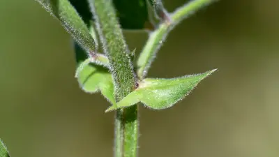 Lathyrus pubescens Hook. & Arn.