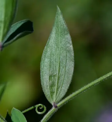 Lathyrus pubescens Hook. & Arn.
