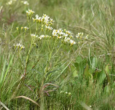 Senecio tweediei Hook. & Arn.