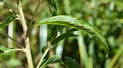 Hydrolea spinosa L.