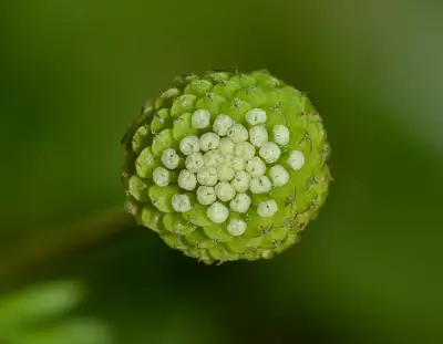 Cotula australis (Sieber ex Spreng.) Hook.f.