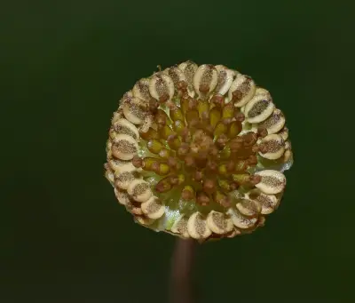 Cotula australis (Sieber ex Spreng.) Hook.f.