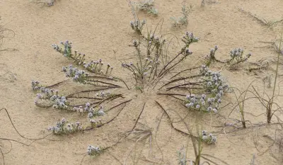 Senega cyparissias (A.St.-Hil. & Moq.) J.F.B.Pastore & Agust.Martinez