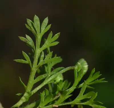 Cotula australis (Sieber ex Spreng.) Hook.f.