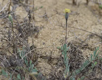 Porophyllum spathulatum C.R.Carneiro & A.A.Schneid.