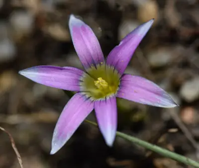 Romulea rosea (L.) Eckl.
